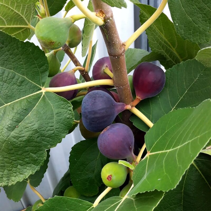 Chicago Hardy Fig Plant - 4 to 6 Inches Long