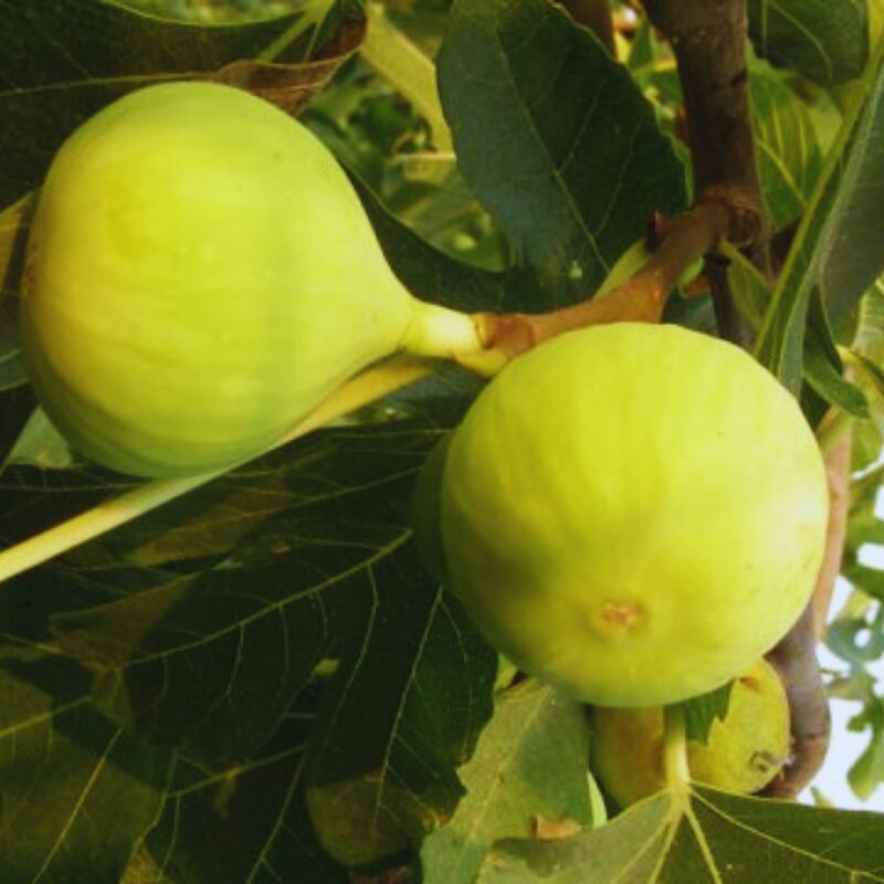 Conadria Fig Plant Live - 4 to 6 Inc Tall