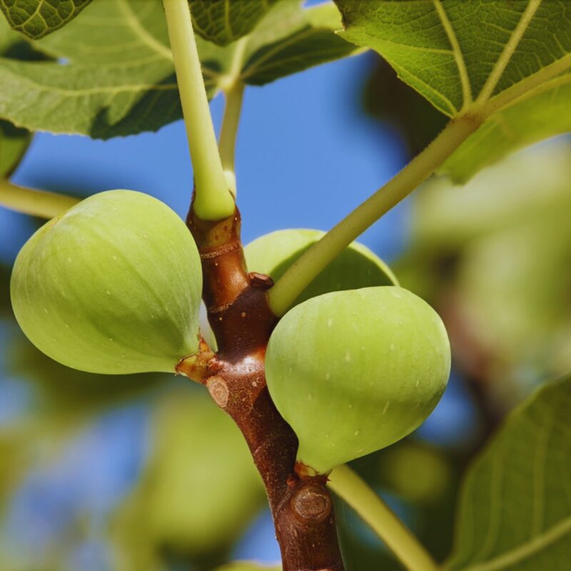 Conadria Fig Tree - 4 to 6 Inc Tall