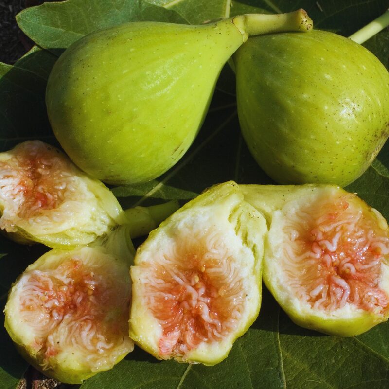 Conadria Fig Plant Live - 4 to 6 Inc Tall