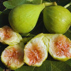 Conadria Fig Plant Live - 4 to 6 Inc Tall