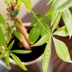 2 Braided Money Tree Plants - 6 to 9 Inc Long in 4 Inc Pot