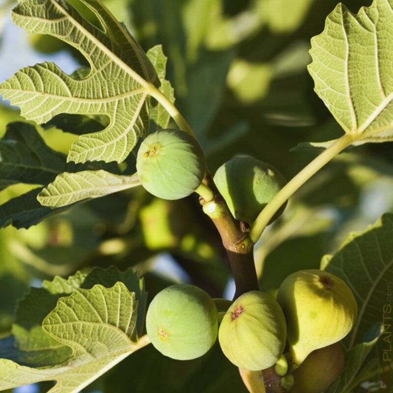 Conadria Fig Tree - 4 to 6 Inc Tall