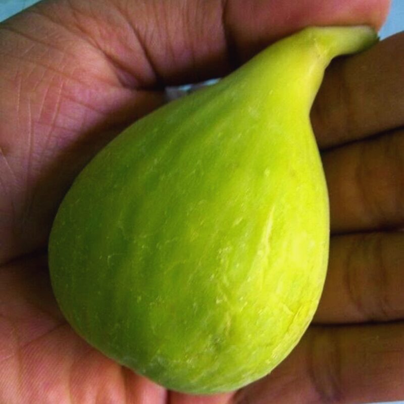 Conadria Fig Plant Live - 4 to 6 Inc Tall