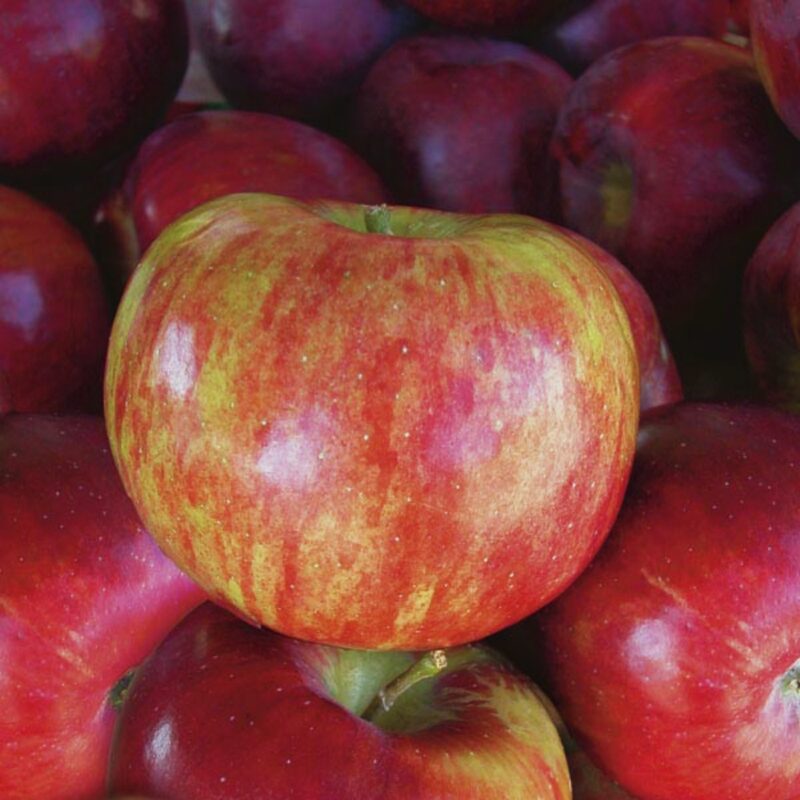 Cortland Apple Tree, 4-5 Feet Tall