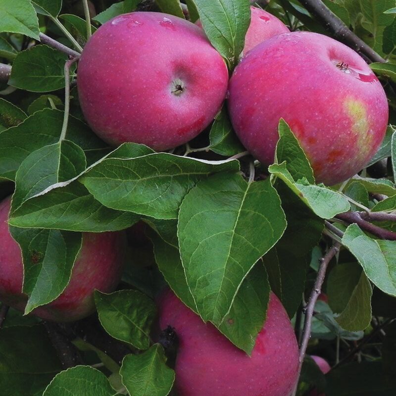 Cortland Apple Tree, 5-6 Feet Tall