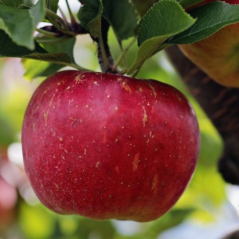 Cortland Apple Tree, 5-6 Feet Tall