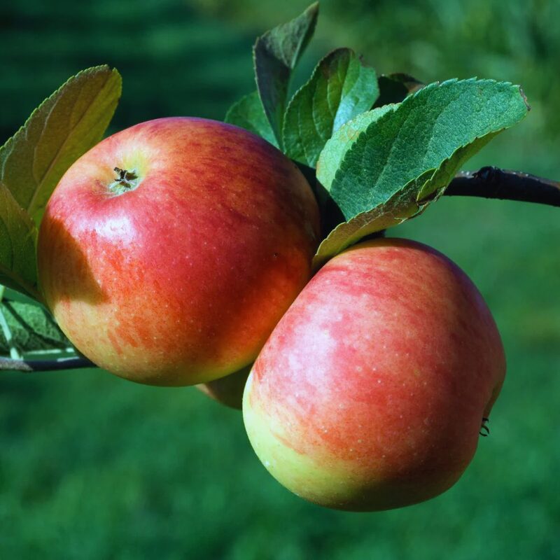 Cortland Apple Tree, 6-7 Feet Tall