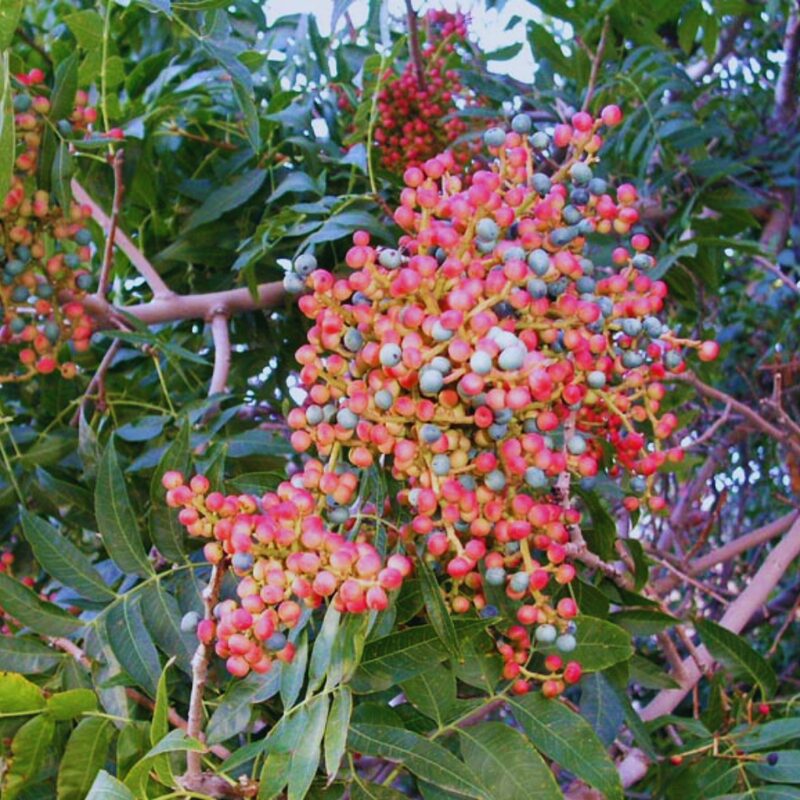 Chinese Pistache Live Plant