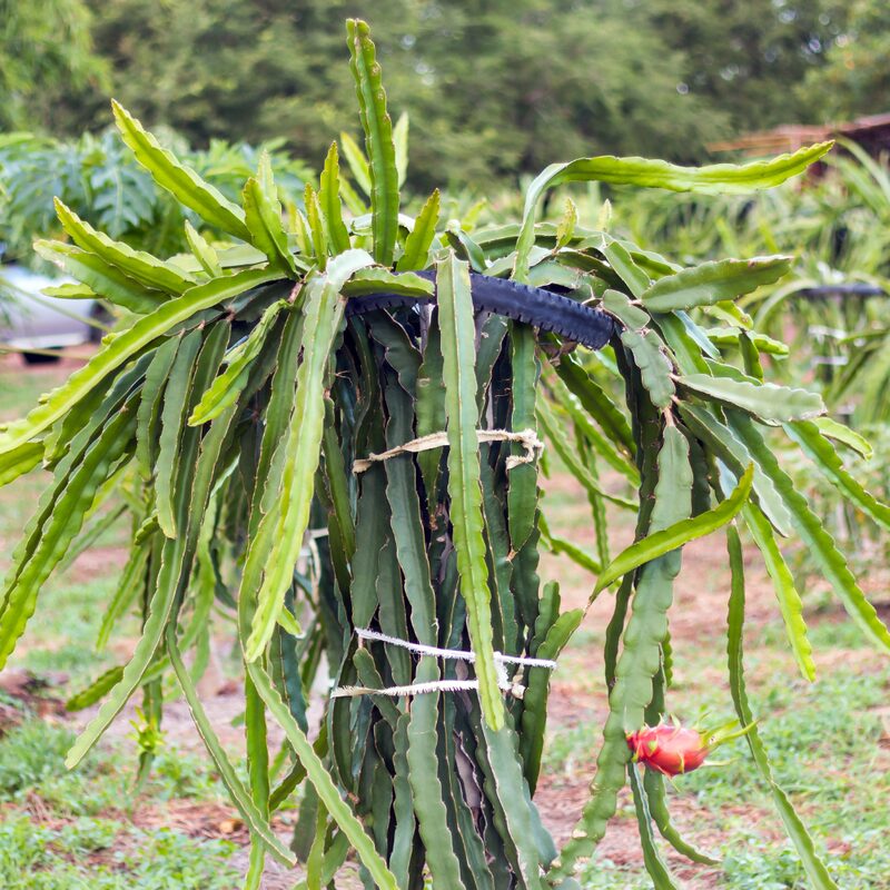 Dragon Fruit Plant - 3 Gallon Pot, 2 to 3 Feet Tall