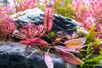 Flamingo Crypt Cryptocoryne Aquarium Plant, 1 Rooted Live Plant