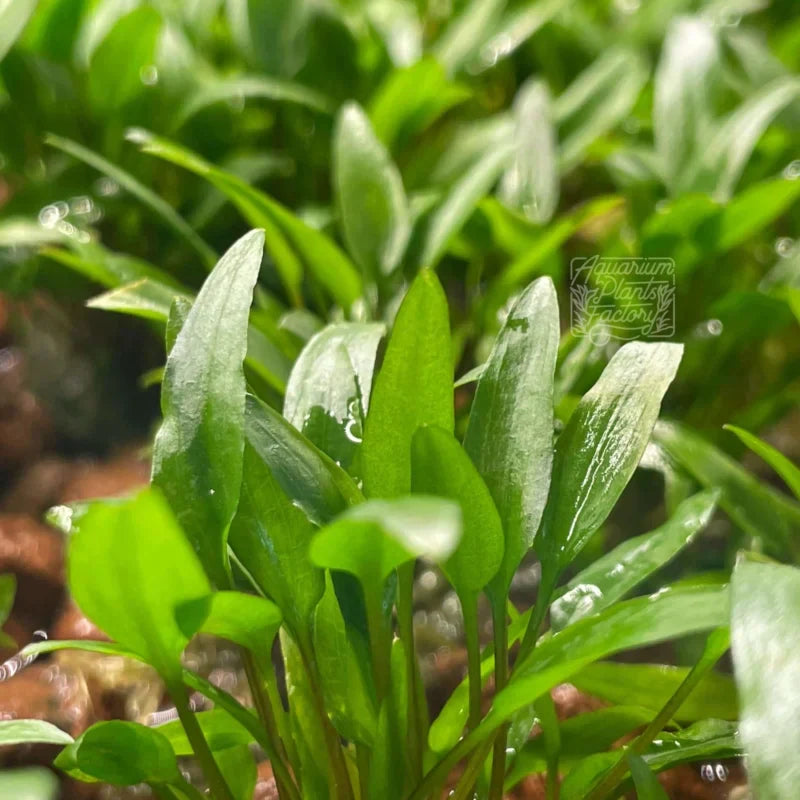Green Crypt Cryptocoryne Aquarium Plant, 7 Stems Live Plant
