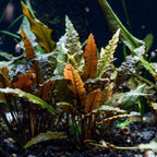 Red Crypt Cryptocoryne Aquarium Plant, 7 Stems Live Plant
