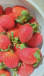 Strawberry Plants Bareroot - 10 Bareroots - Ozark Beauty Everbearing Strawberry