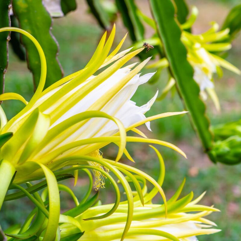 White Dragon Fruit Plant Live