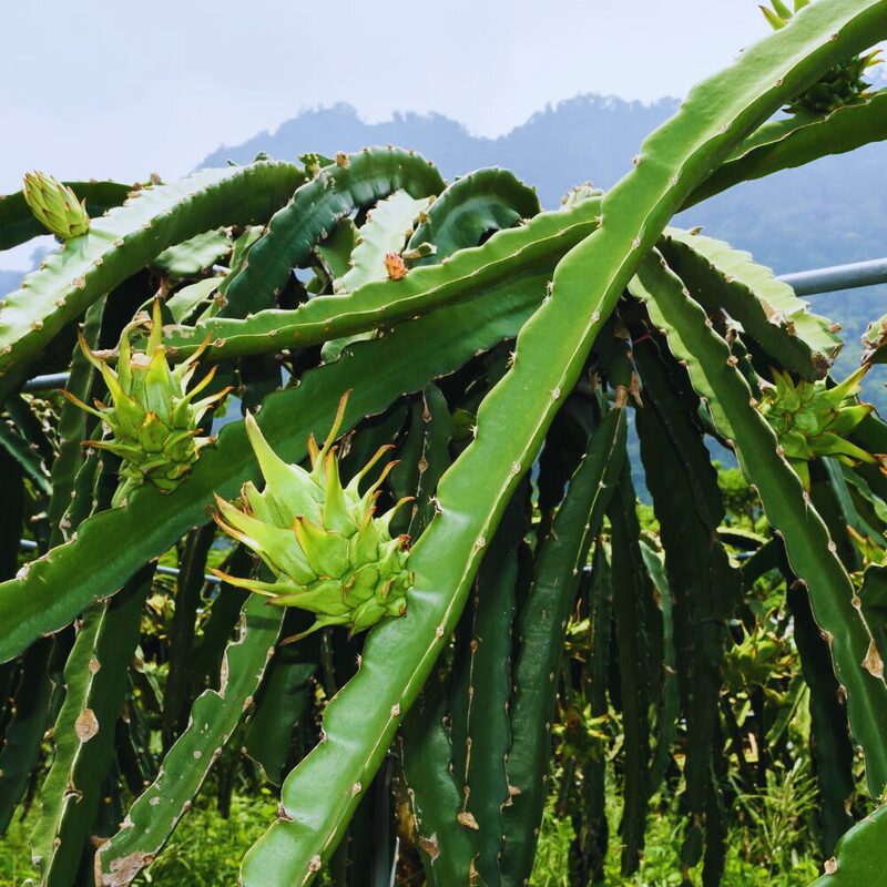Yellow Dragon Fruit Live Plant