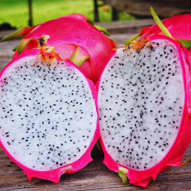 White Dragon Fruit Live Plant