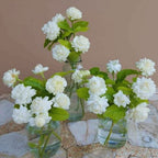 2 Grand Duke of Tuscany Arabian Jasmine Plant Live - Live Jasmine Plants from 4 to 6 Inches Tall
