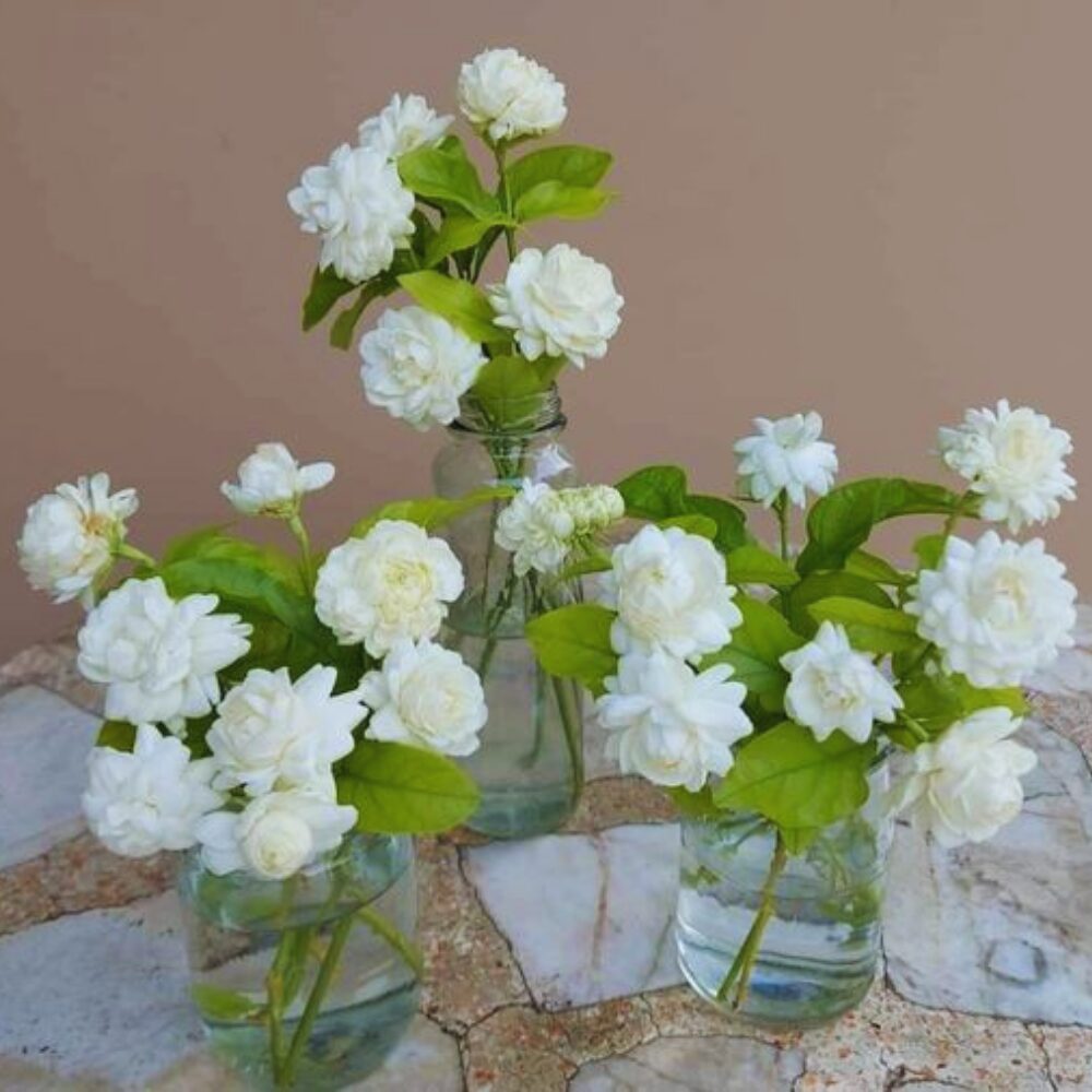 2 Grand Duke of Tuscany Arabian Jasmine Plant Live - Live Jasmine Plants from 4 to 6 Inches Tall