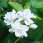 3 Maid of Orleans Sambac Jasmine Live Plants, Arabian Jasmine Plant Live, 4 to 6 Inc Tall, Tea Jasmine Fragrant Plant