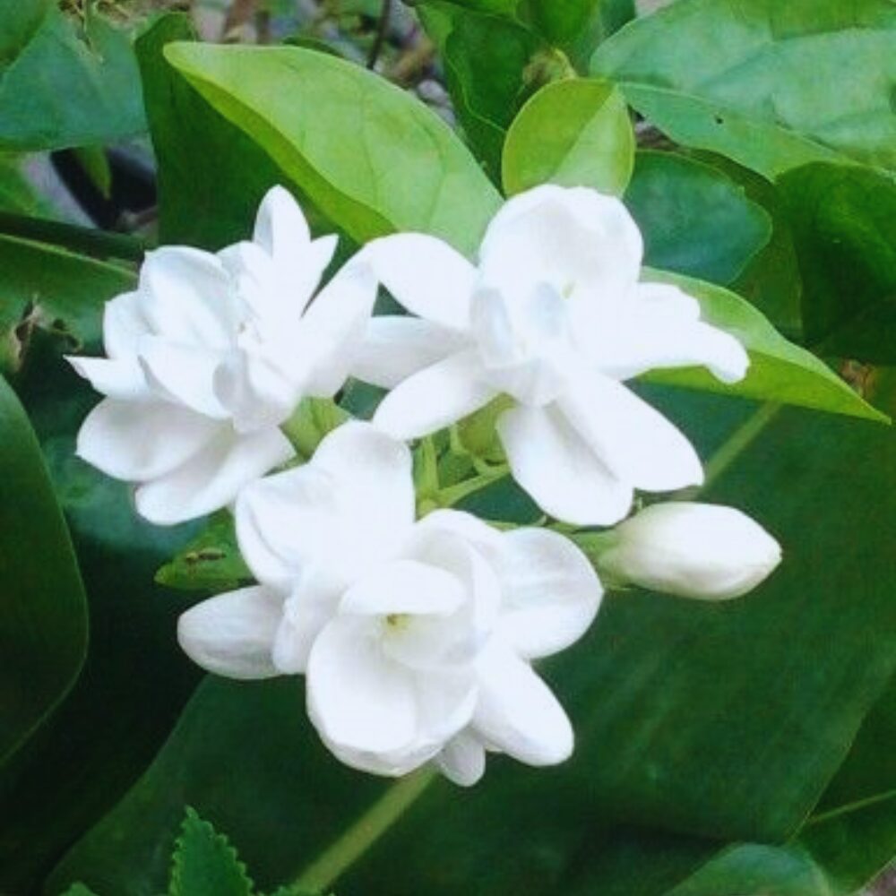 4 Maid of Orleans Sambac Jasmine Live Plants, Arabian Jasmine Plant Live, 4 to 6 Inc Tall, Tea Jasmine Fragrant Plant