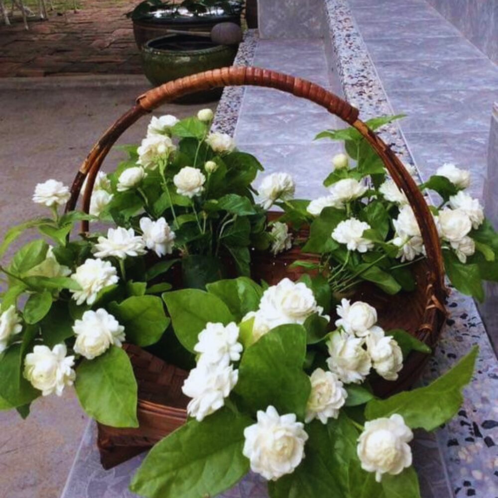 Grand Duke of Tuscany Jasmine Plant, Jasmine Live Plant, 2 Plants, 4 to 6 Inches Tall