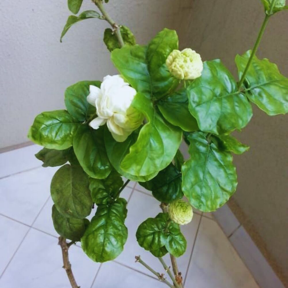 5 Grand Duke of Tuscany Arabian Jasmine Plants - 3 Inches to 5 Inches Long - Jasmine Vine Plants Live