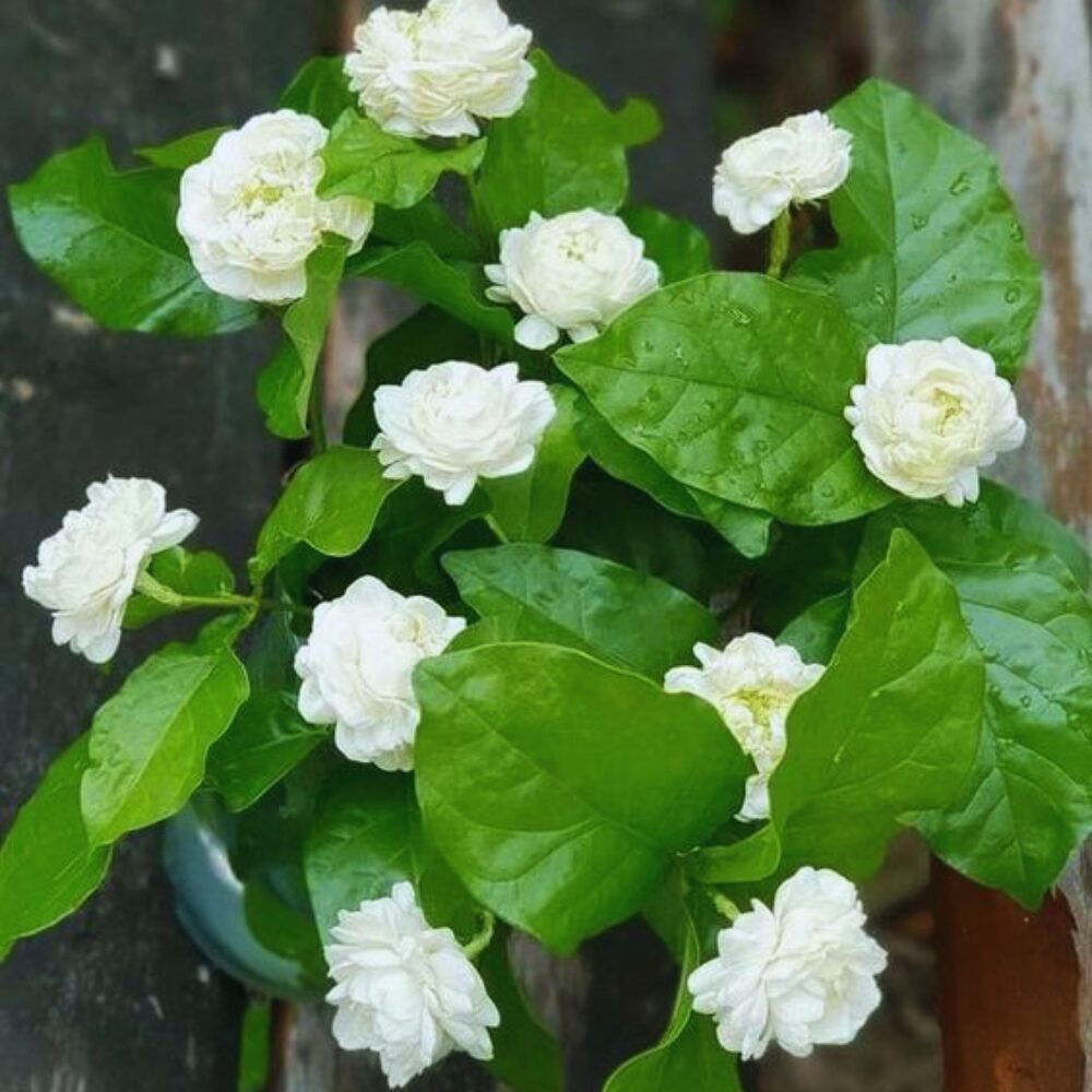 4 Maid of Orleans Sambac Jasmine Live Plants, Arabian Jasmine Plant Live, 4 to 6 Inc Tall, Tea Jasmine Fragrant Plant