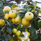 Ein Shemer Apple Tree Plant