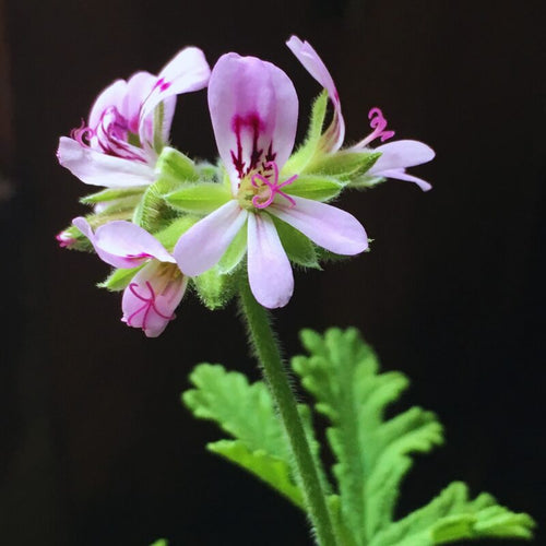 2 Citronella Plants, 3 to 6 Inches Tall