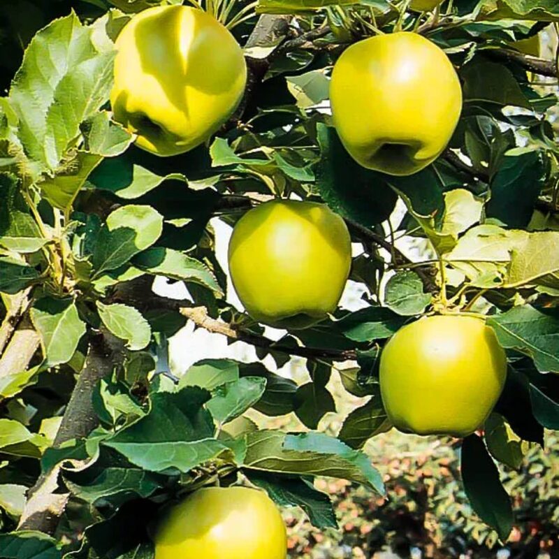 Ein Shemer Apple