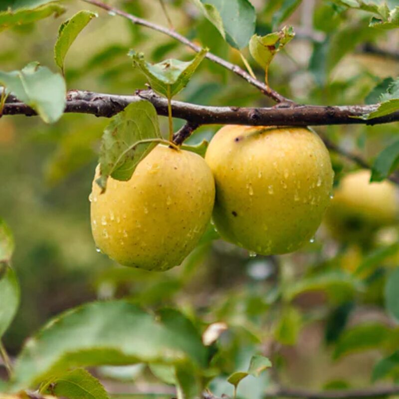Ein Shemer Apple Tree
