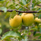 Ein Shemer Apple
