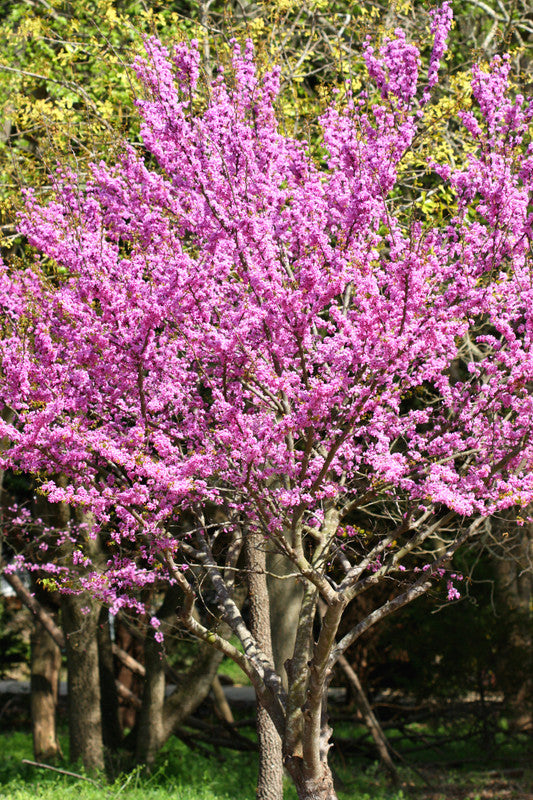 15 Eastern Redbud Trees Seedlings Bare Roots - 6-12” Tall