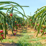Red Dragon Fruit Plant for Sale - 2 to 3 Feet Tall, 3 Gallon