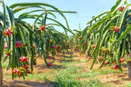 Red Dragon Fruit Plant for Sale - 2 to 3 Feet Tall, 3 Gallon