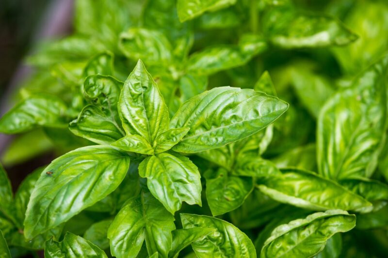 6 Large Leaf Italian Basil Plants for Sale - 3 to 5 Inc Tall - Sweet Basil Plants, Basil Plant Pot 4''