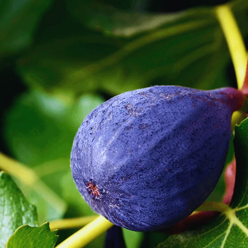 3 Purple Fig Cuttings, 6 to 10 Inc Tall