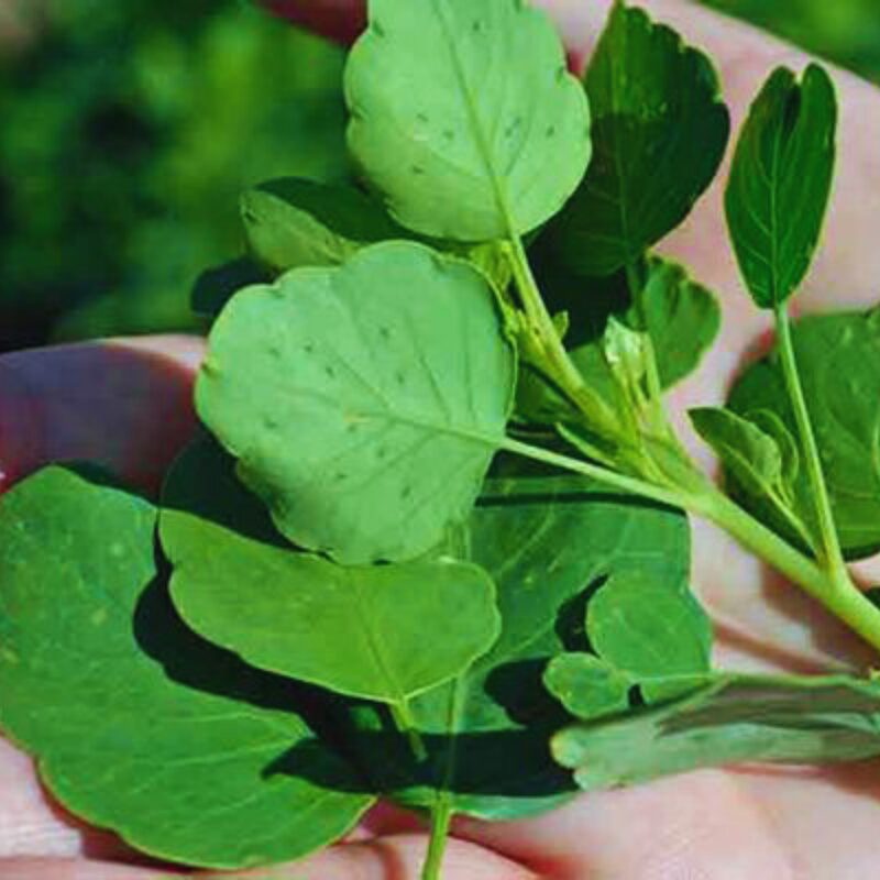Mexican Herb Seeds, Papalo Seeds - 200 Seeds
