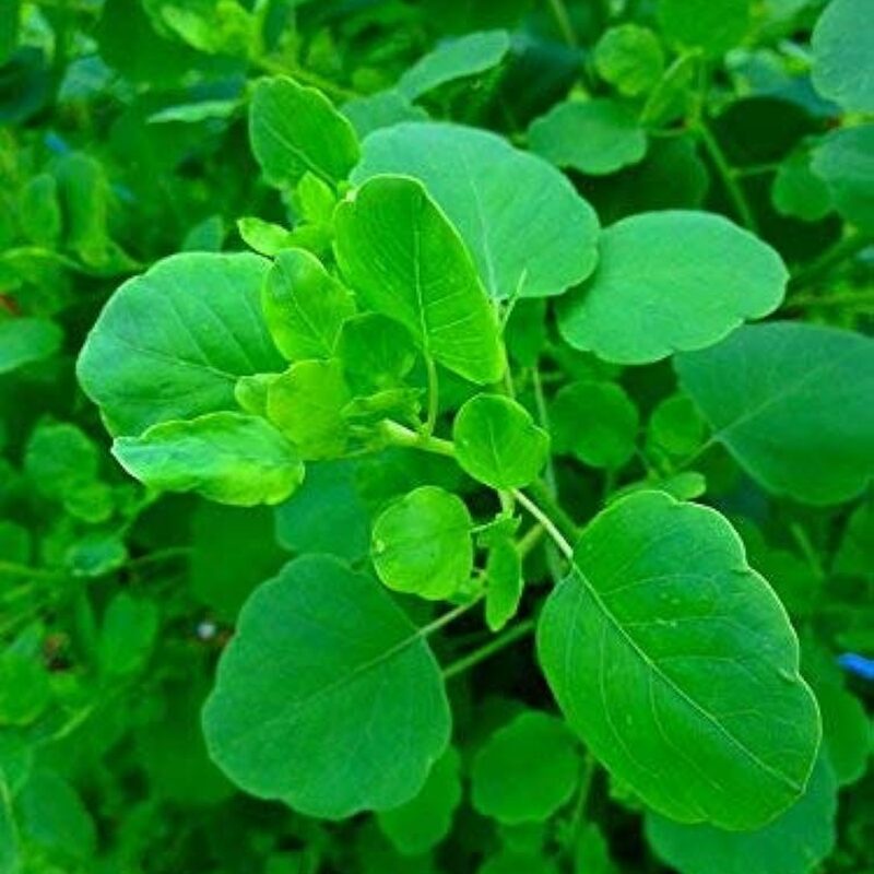 Mexican Herb Seeds, Papalo Seeds - 200 Seeds