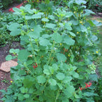 Papalo Seeds, Mexican Herb Seeds - 100 Seeds