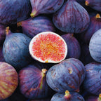 3 Purple Fig Cuttings, 6 to 10 Inc Tall