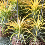 8 Yellow Tillandsia Air Plants