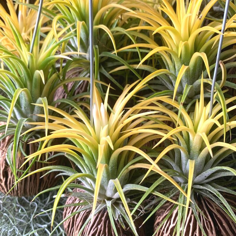 8 Yellow Tillandsia Air Plants