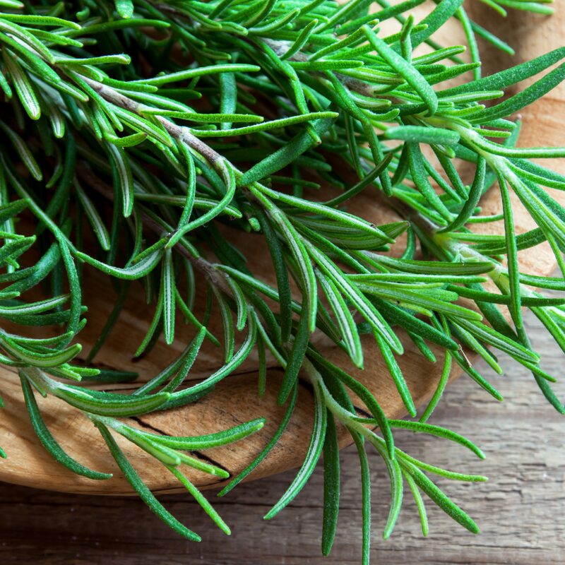 2 Rosemary Plants Live - 7 to 10 Inc Tall, 4 Inc Pot