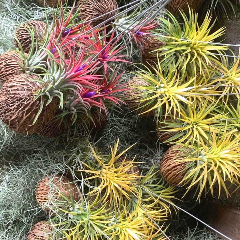 5 Yellow Tillandsia Air Plants