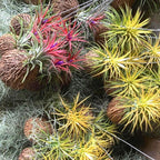 5 Yellow Tillandsia Air Plants