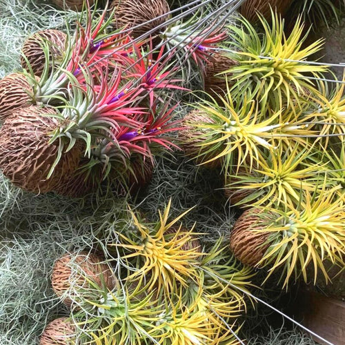 5 Yellow Tillandsia Air Plants