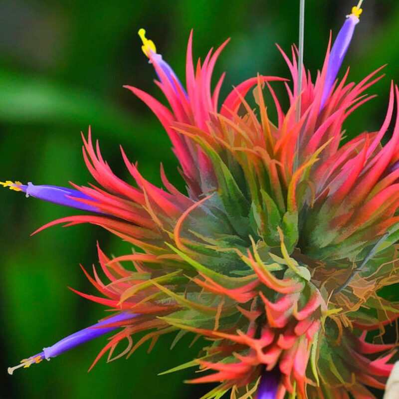 8 Red Tillandsia Air Plants Live - 2 to 3 Inc Tall