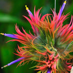 8 Red Tillandsia Air Plants Live - 2 to 3 Inc Tall